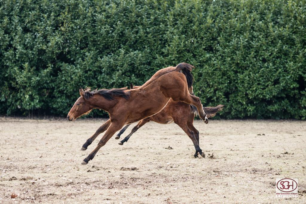 San Giacomo Horses & Agriturismo Arluno Exterior foto